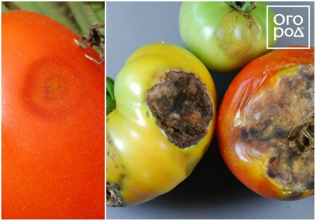 Антракноз томатов фото и их лечение